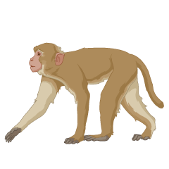 Rhesus monkey